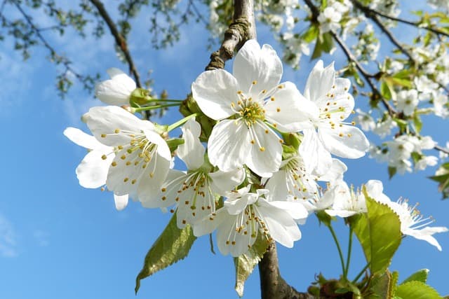 tree blossoms